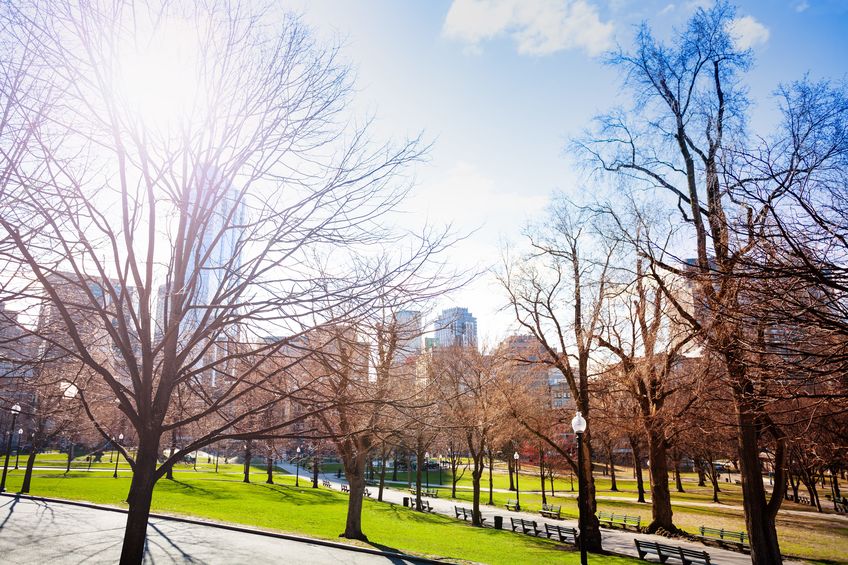 spring time and boston common park in downtown, massachusetts, usa